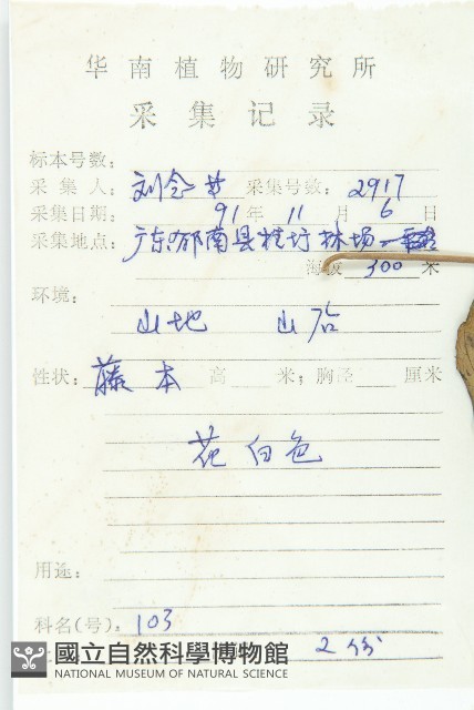 叉指葉栝樓藏品圖，第2張