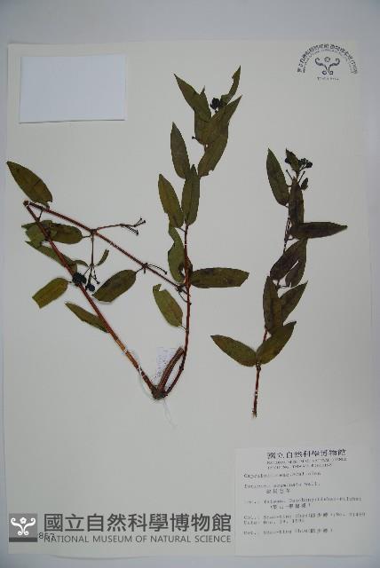 阿里山忍冬、漸尖葉忍冬藏品圖，第1張