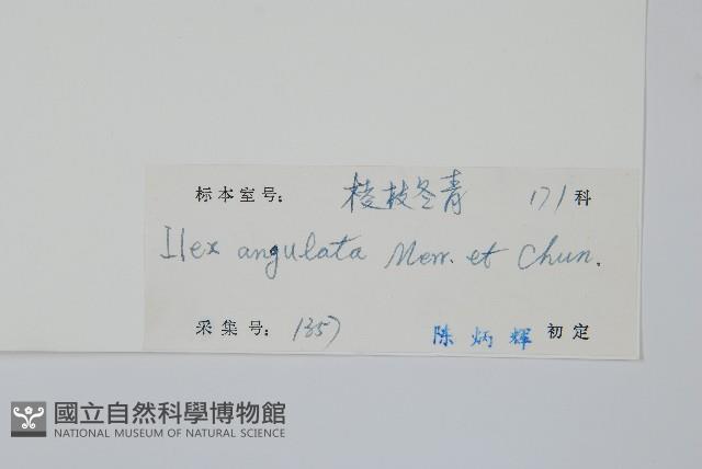 稜枝冬青藏品圖，第2張