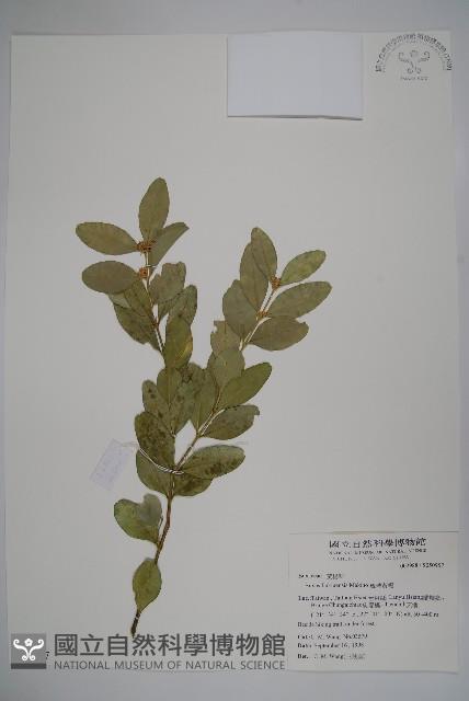 琉球黃楊藏品圖，第1張