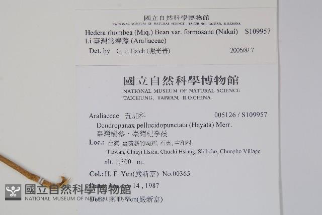 臺灣常春藤藏品圖，第2張