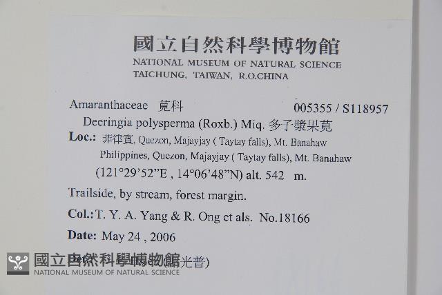 多子漿果莧藏品圖，第2張