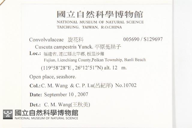 平原菟絲子藏品圖，第2張