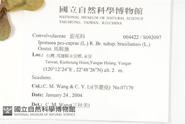 馬鞍藤藏品圖，第2張