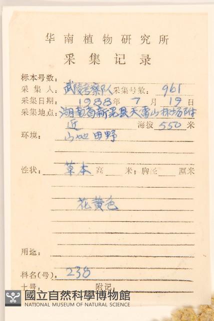 秋鼠麴草藏品圖，第2張