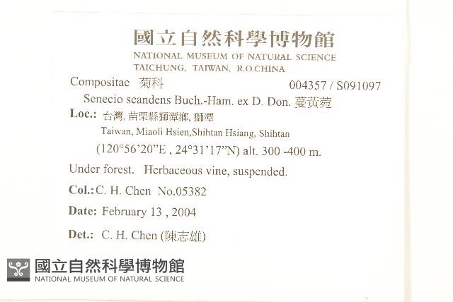 蔓黃菀藏品圖，第2張