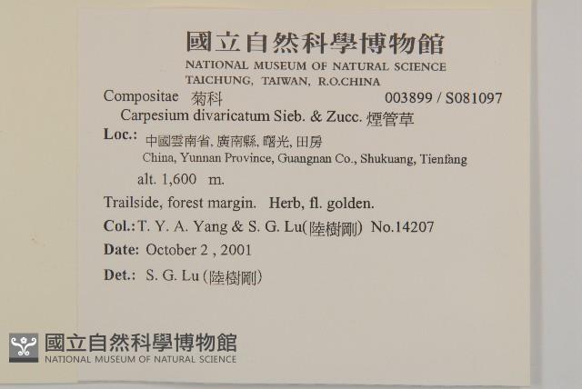 煙管草藏品圖，第2張