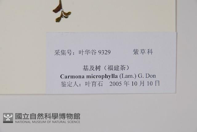 小葉厚殼樹、基及樹藏品圖，第2張