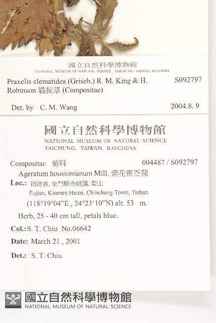 貓腥草藏品圖，第2張
