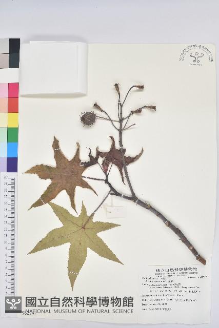 蓖麻藏品圖，第1張