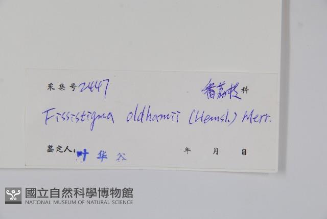 瓜馥木藏品圖，第2張