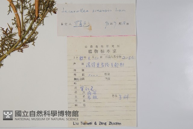 角蒿藏品圖，第2張