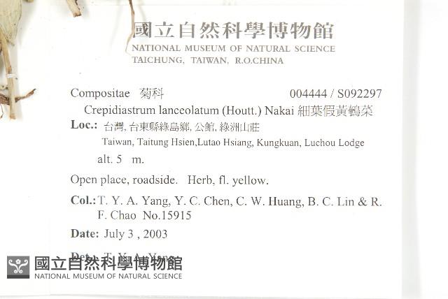 細葉假黃鵪菜藏品圖，第2張