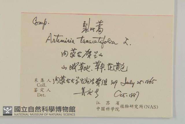 裂葉蒿藏品圖，第2張