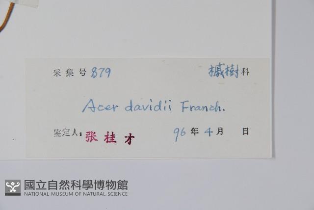 青榨槭藏品圖，第2張