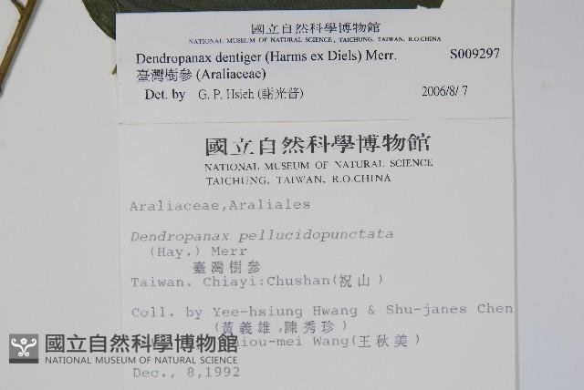 臺灣樹參藏品圖，第2張