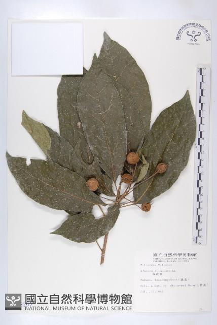 猴歡喜藏品圖，第1張