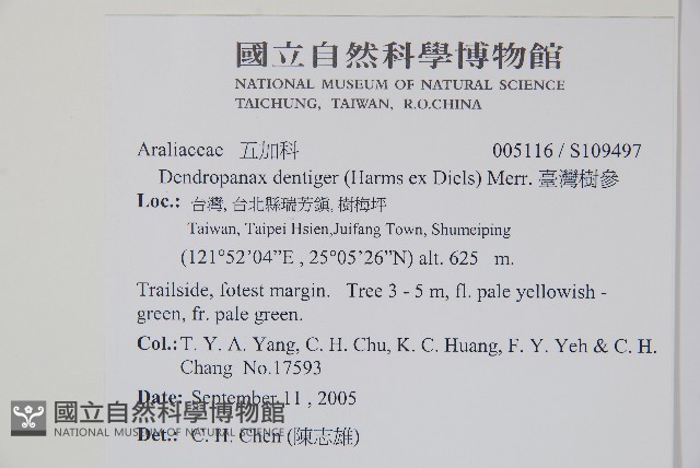 臺灣樹參藏品圖，第2張