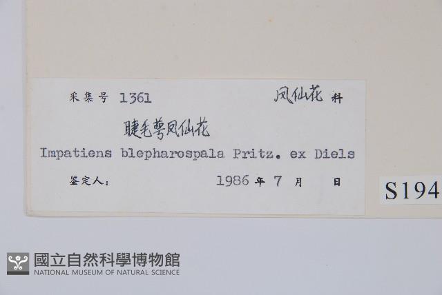 睫毛萼鳳仙花藏品圖，第2張