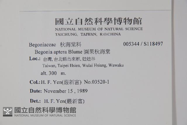 圓果秋海棠藏品圖，第2張