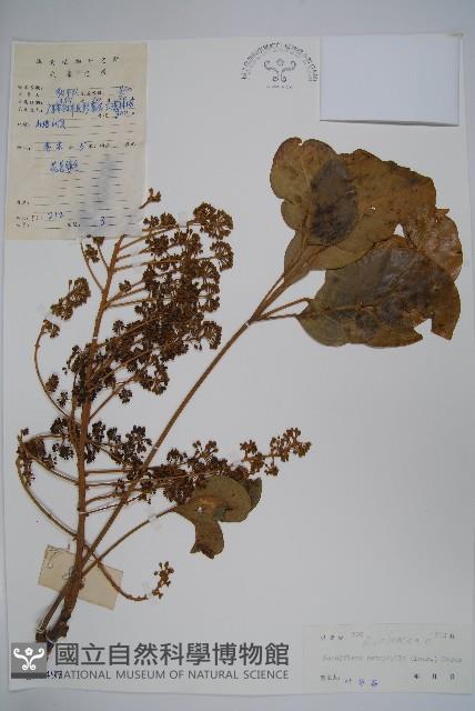 鵝掌柴、江某、鴨腳樹藏品圖，第1張