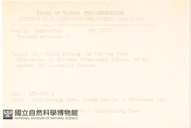 苦苣菜藏品圖，第2張