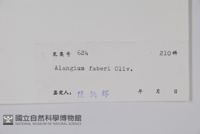 小花八角楓藏品圖，第2張