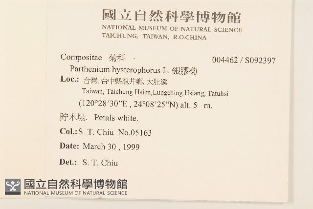 銀膠菊藏品圖，第2張