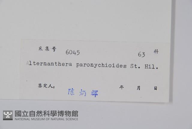 匙葉蓮子草藏品圖，第2張