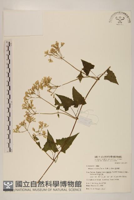 蔓澤蘭藏品圖，第1張