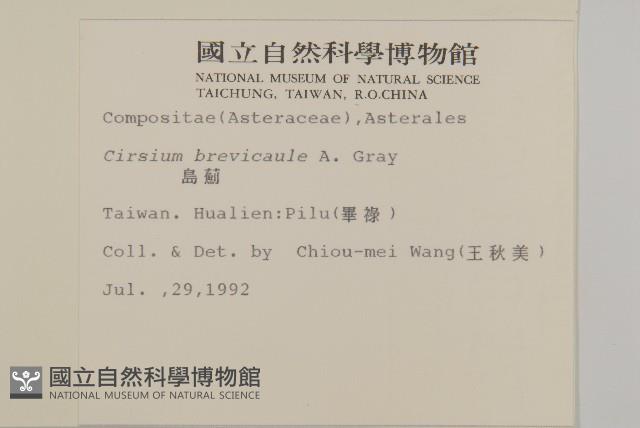 鱗毛薊藏品圖，第2張