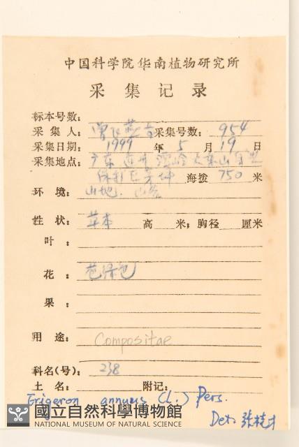 白頂飛蓬藏品圖，第2張