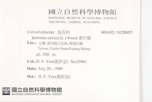 番仔藤藏品圖，第2張