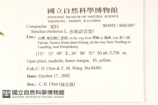 苦滇菜、苦菜藏品圖，第2張