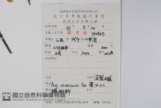 五裂槭藏品圖，第2張