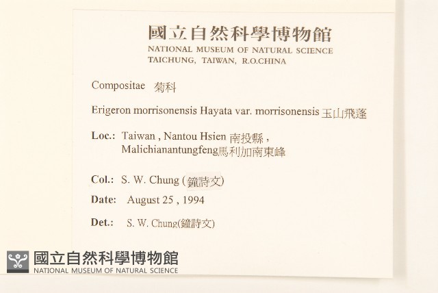 玉山飛蓬藏品圖，第2張