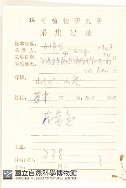 細葉苦實藏品圖，第2張