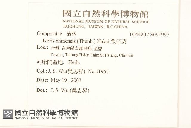 兔仔菜藏品圖，第2張