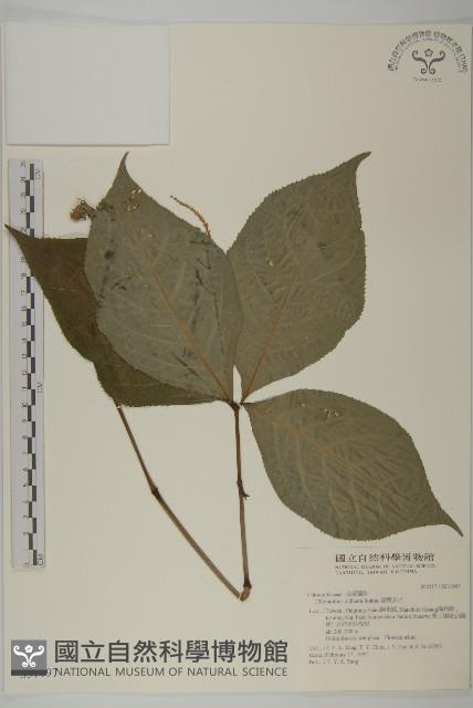 臺灣及己藏品圖，第1張