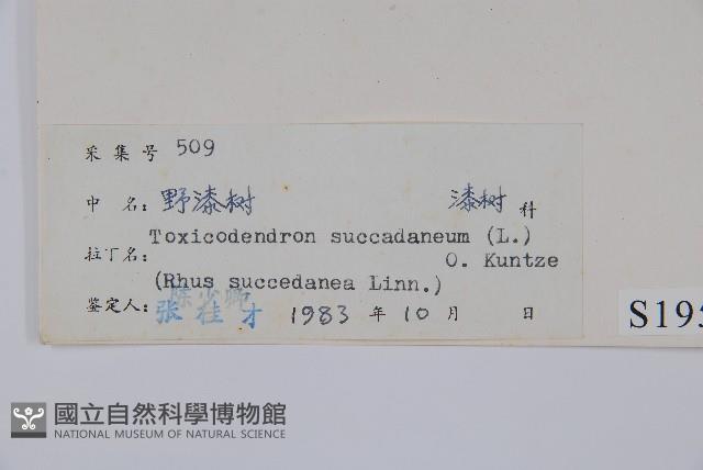 野漆、木臘樹藏品圖，第2張