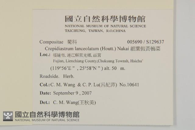 細葉假黃鵪菜藏品圖，第2張