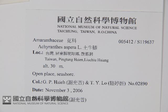 土牛膝藏品圖，第2張