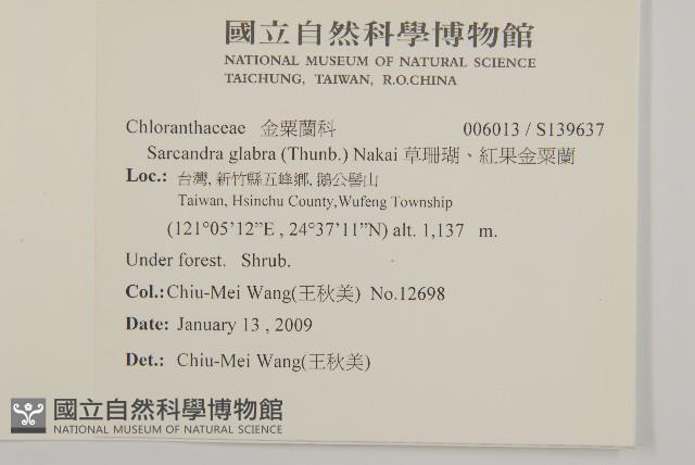 草珊瑚、紅果金粟蘭藏品圖，第2張