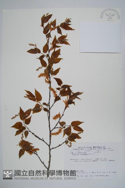 阿里山千金榆藏品圖，第1張