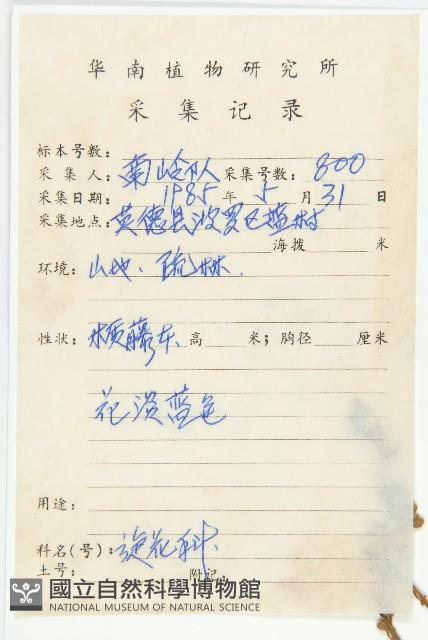 異萼飛蛾藤藏品圖，第2張