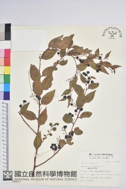 白珠樹藏品圖，第1張