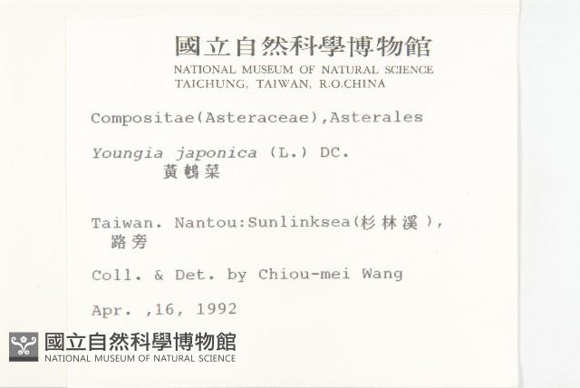 黃鵪菜藏品圖，第2張