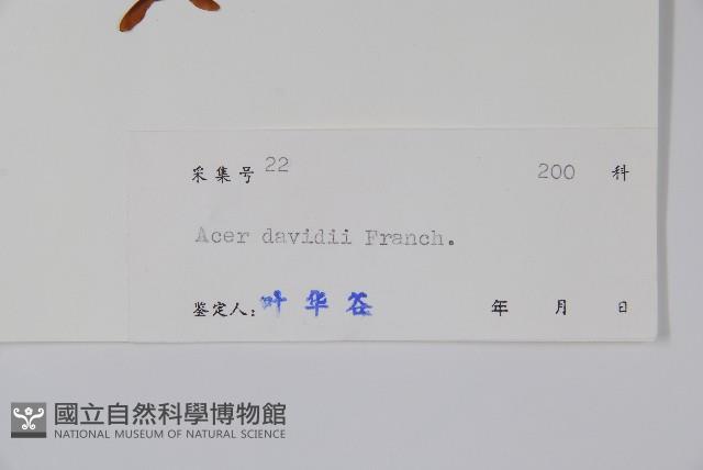 青榨槭藏品圖，第2張