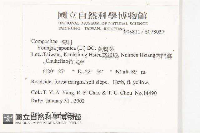 黃鵪菜藏品圖，第2張