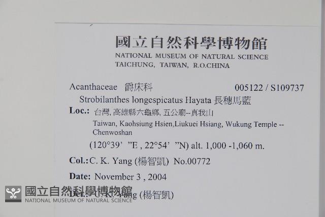 長穗馬藍藏品圖，第5張